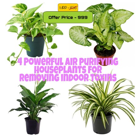 Pack of 4 Air Purifying House Plants